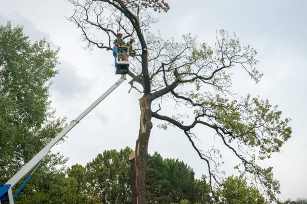 How Our Tree Care Process Works  in  Fayetteville, AR