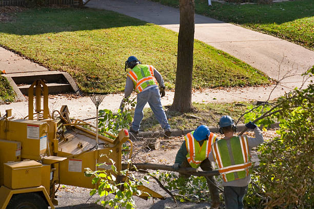 Trusted Fayetteville, AR Tree Care Services Experts